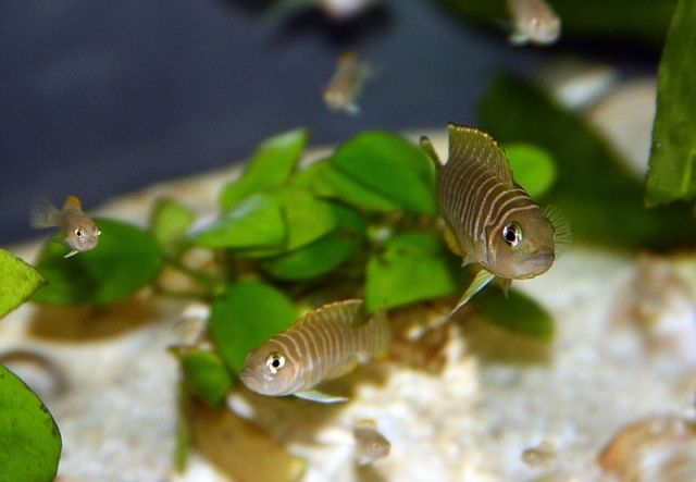 Die kleinesten Bewohner des Tanganjika Sees !! - Fische - Oberschneiding