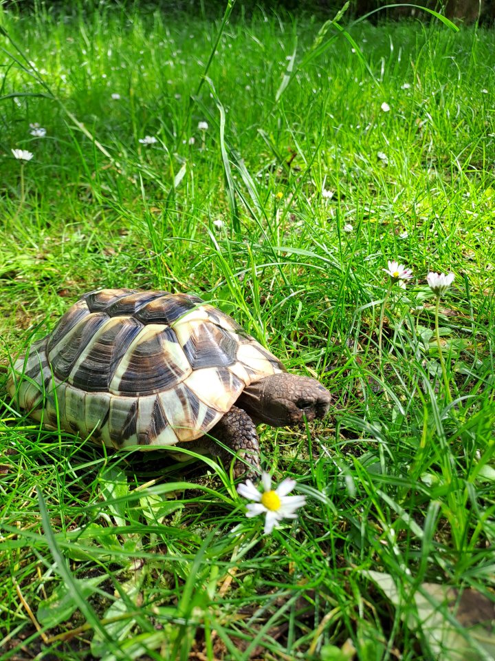 Griechische Landschildkröte, männlich, erwachsen - Reptilien - 