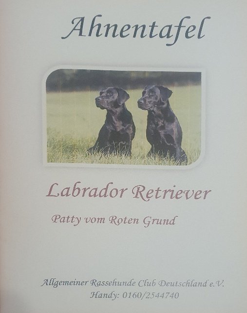 Labradorwelpen suchen ein Zuhause - Hunde - Hasselroth