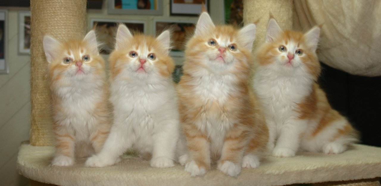 Norwegische Waldkatzen - Katzen - Reichenbach