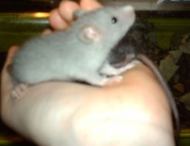 Zutrauliche Dumboratten - Ratten - Wettenberg