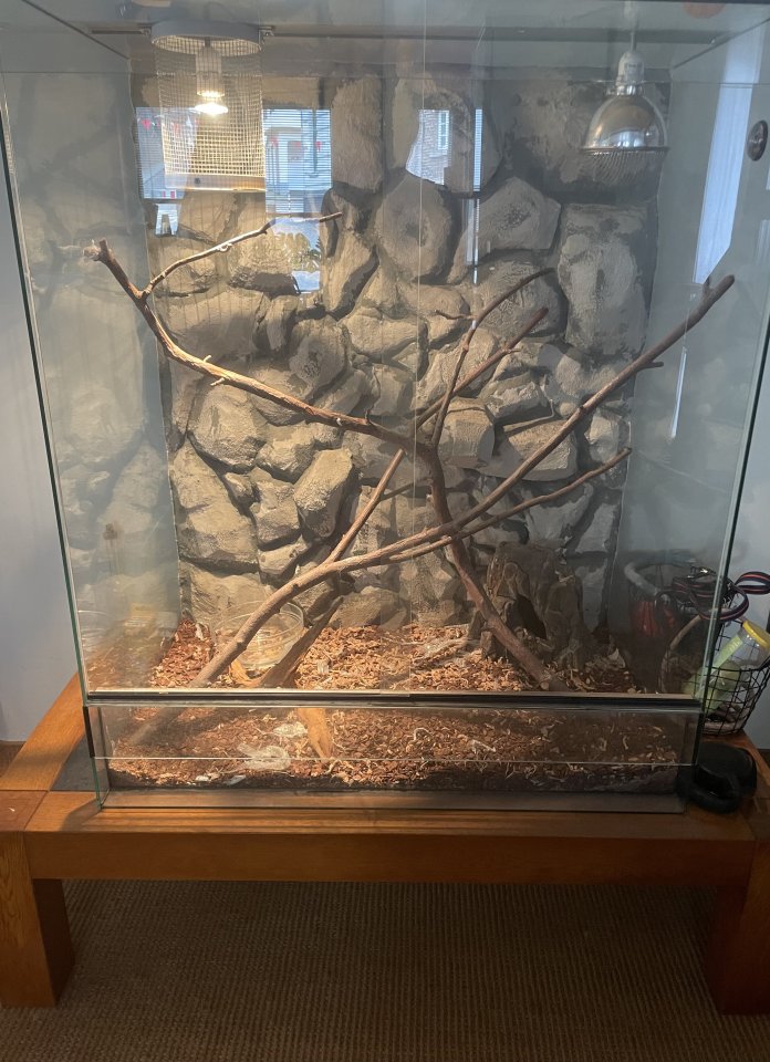 Kornnatter mit Terrarium abzugeben - Reptilien - Mönchengladbach 