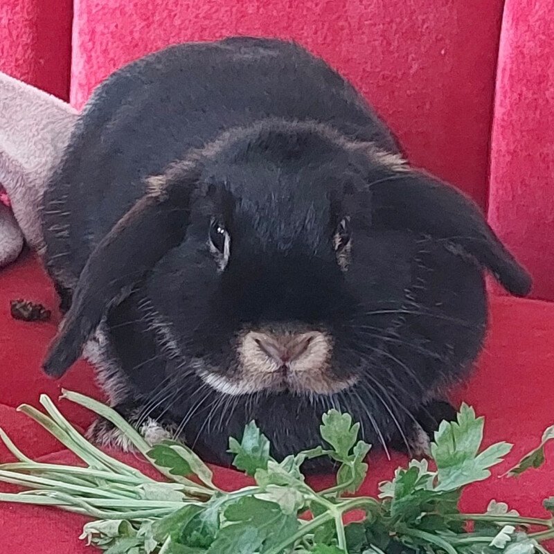 KIRA - weiblich  3 Jahre  cm  kg  Zwergkaninchen  Nicht kastriert - Nagetiere - Lauf an der Pegnitz