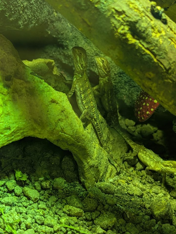 5 junge Zwergbartagamenaus Hobbyzucht  abzugeben - Reptilien - Mönchengladbach