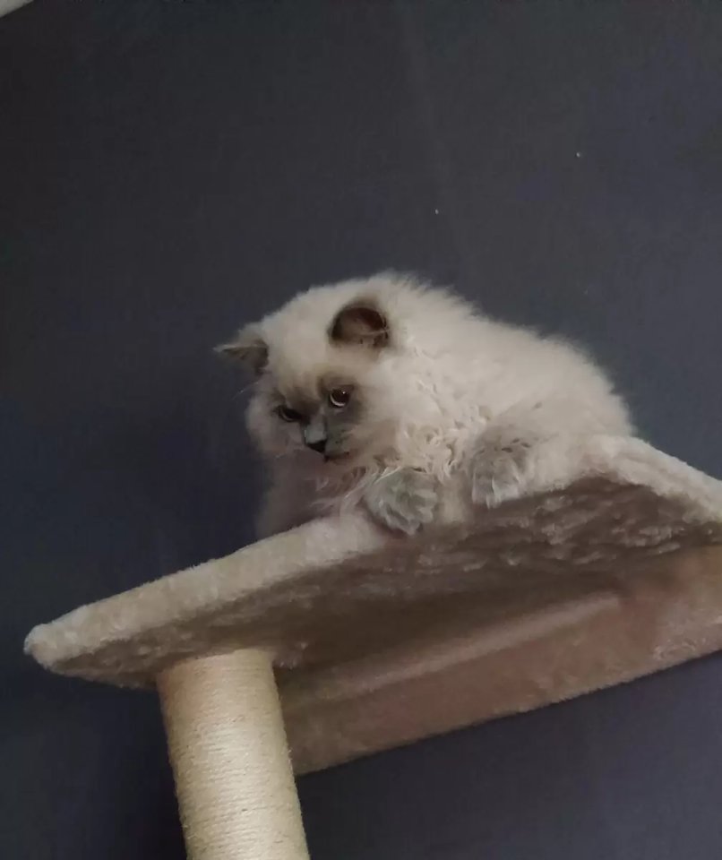 Britisch Langhaar Kater sucht Zuhause - Katzen - Dillenburg