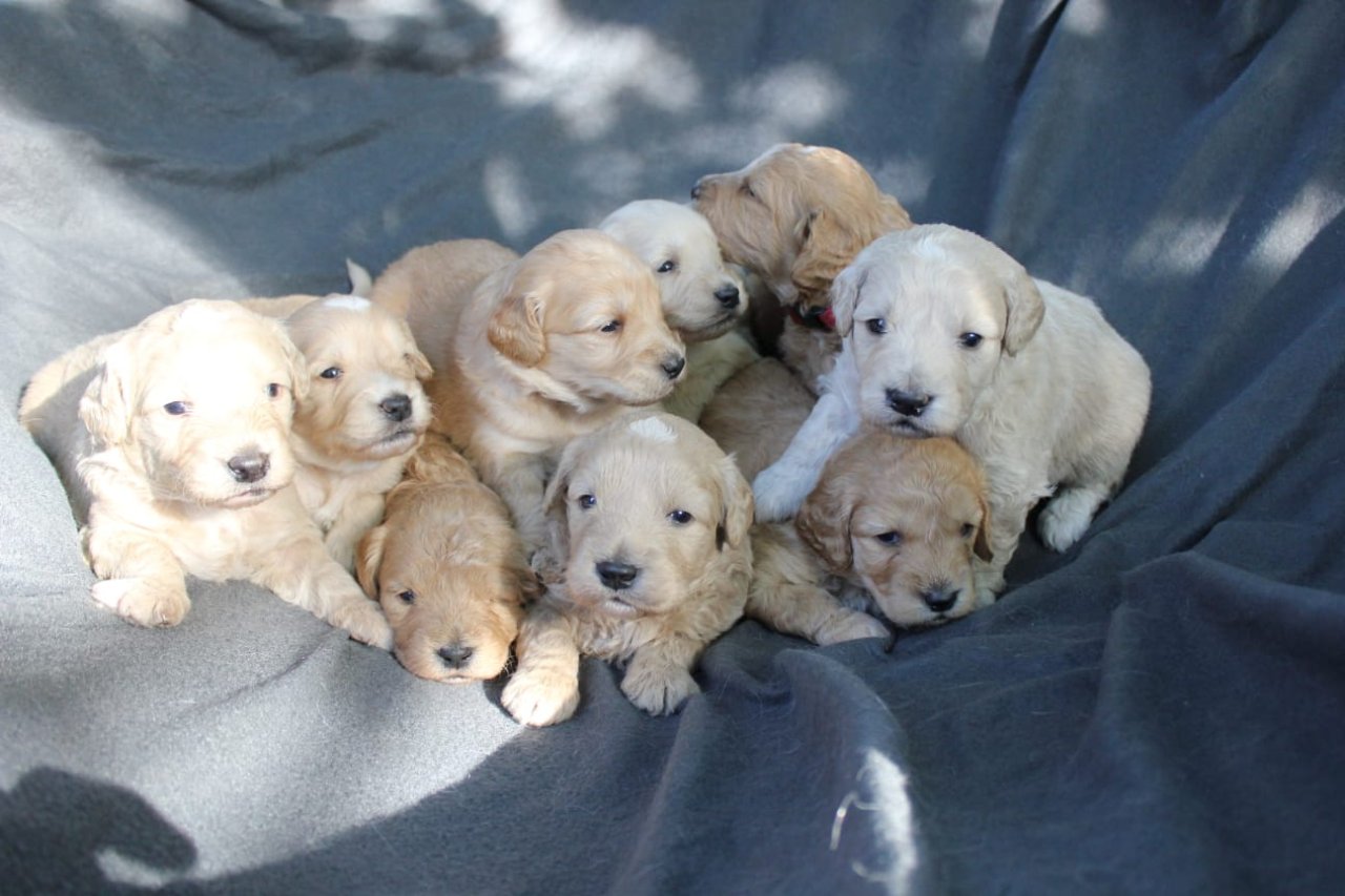 Goldendoodle MINI F1 - Hunde - Teupitz