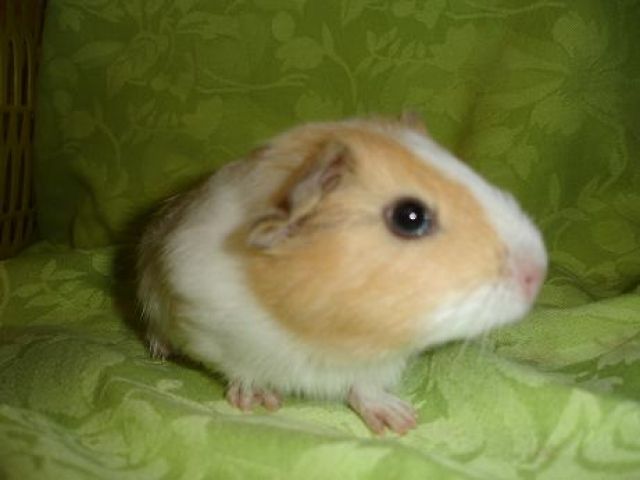 Glatthaar Meerschweinchen - Meerschweinchen - Wolken