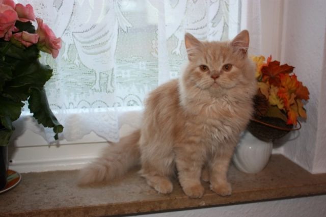 Baby BKH/Highlander Schmusebären zu vergeben. Langhaar/cinnamon Träger!!! - Katzen - Essen