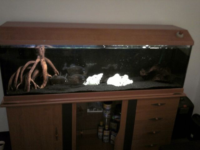 Piranhas suchen ein neues Zuhause - Aquarien und Zubehoer - Velbert