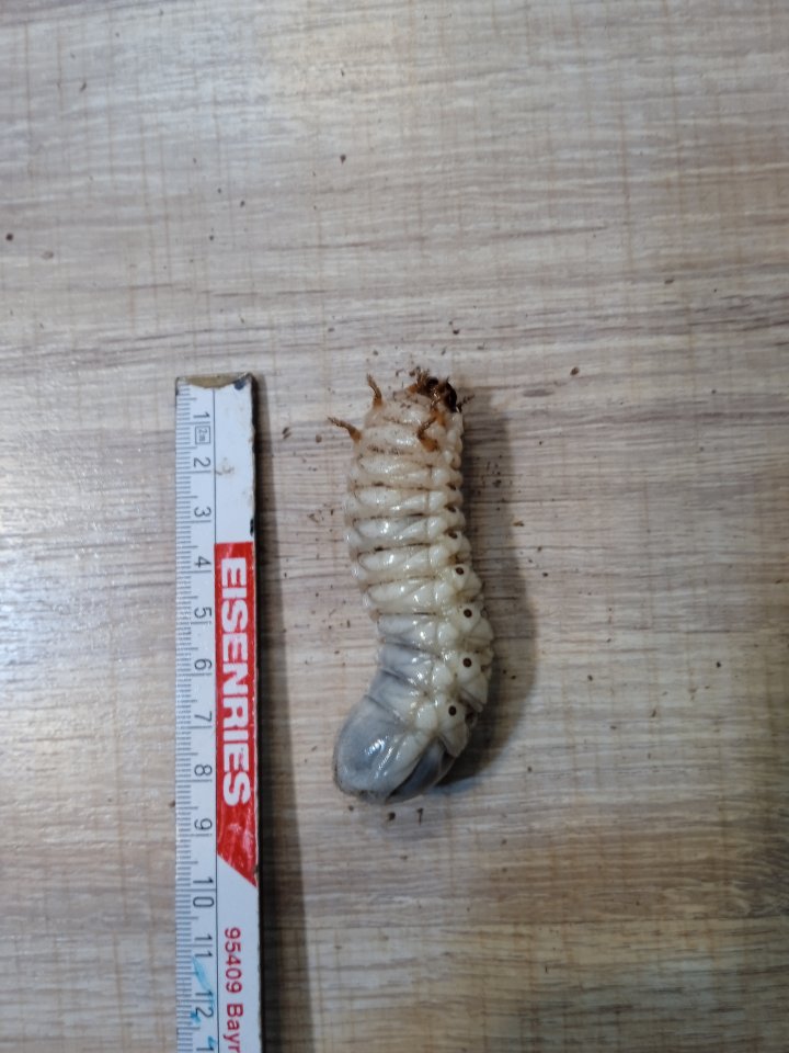 Mecynorrhina polyphemus confluens Larven L3 - Insekten - Mistelbach