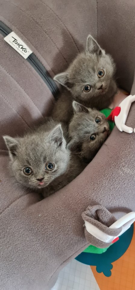 2 spielerische BKH kater suchen ein zuhause - Katzen - Ebersbach an der fils