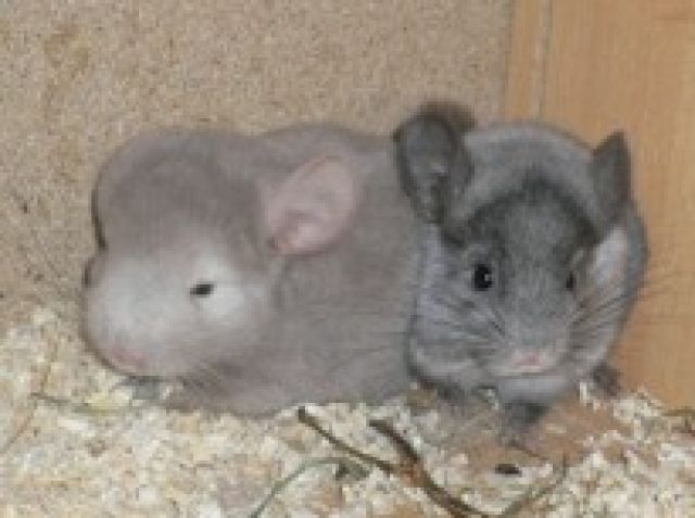 Süßer Chinchilla Nachwuchs und einige Stammtiere suchen neuen Wirkungskreis - Sonst Nagetiere - Lenzing