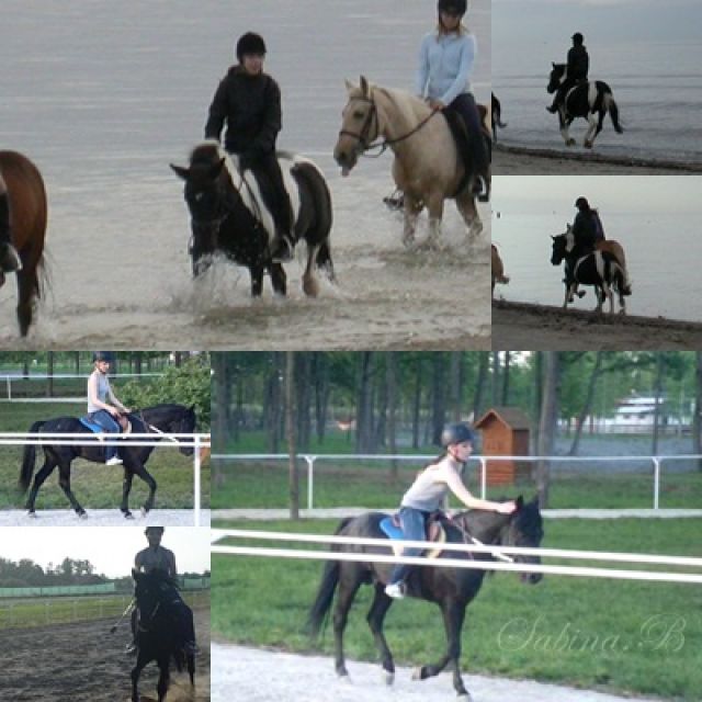 Suche Reitbeteiligung im Raum Harsewinkel und Umgebung. - Reitbeteiligung - Harsewinkel