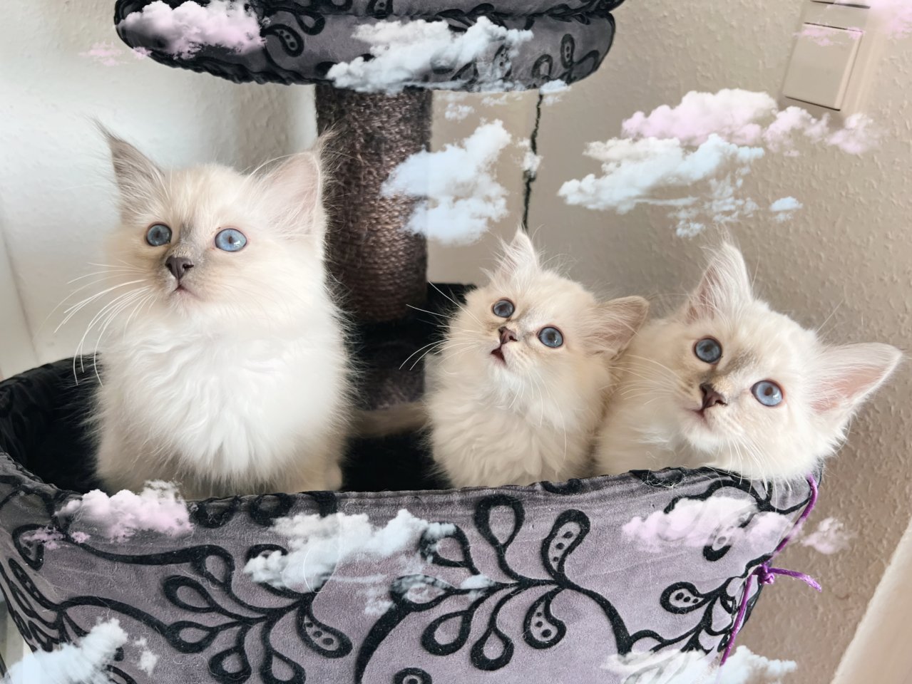 Heilige Birma Kitten / unsere zuckersüßen Wölkchen :) - Katzen - Bretten