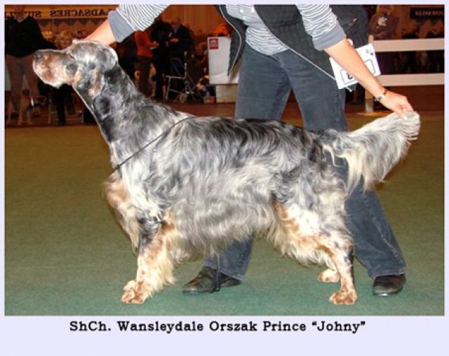 English setter Welpen - Hunde - Nagyberki, Hungary