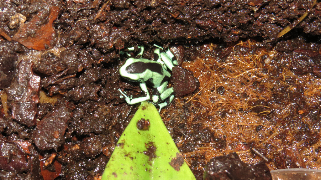 Dendrobates Auratus Karibikseite – Goldbaumsteiger - Reptilien - Stockstadt am Rhein