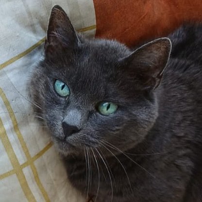 EMMA -  weiblich  12 Jahre  europäische Kurzhaar  Gechipt  Kastrierte - Katzen - Lauf an der Pegnitz
