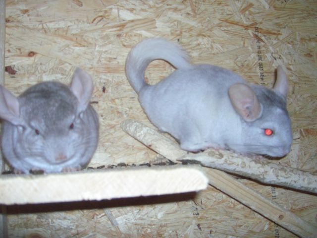 Junge Chinchillas - Nagetiere Allgemein - Leonberg