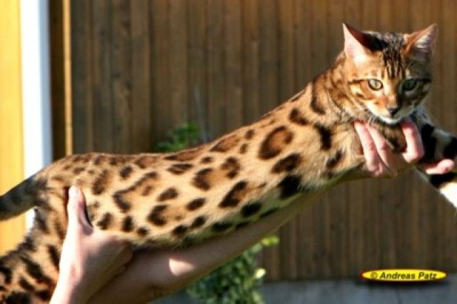 Minileoparden - Bengalkatzen - Katzen - Dillenburg