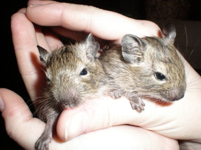 Handzehme Degus Nähe Würzburg nur in gute Hände - Nagetiere Allgemein - Dettelbach