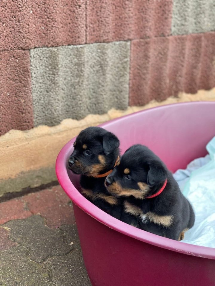 Privat Verkauf 4- wunderschöne Rottweiler welpen , 1 Rüde ,3 Weibchen. - Hunde - Bremen