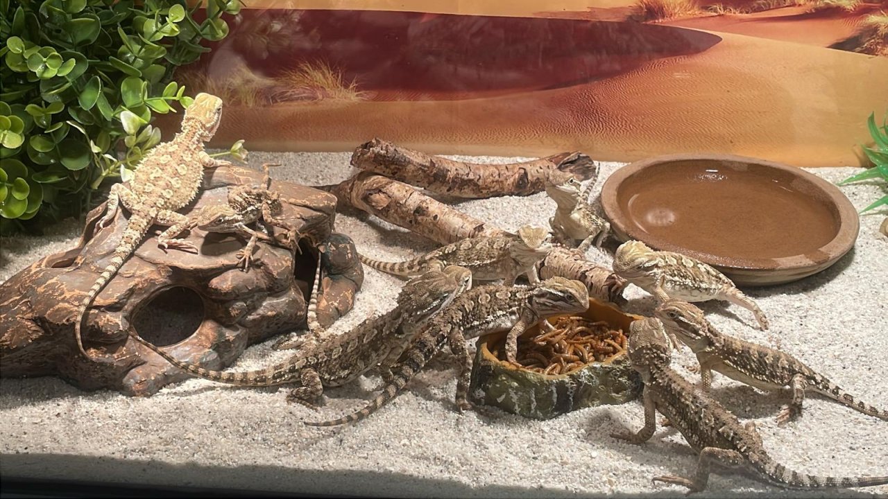 Liebe volle batergamen - Reptilien - Querfurt