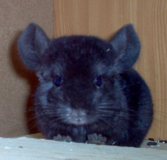 Chinchillas suchen liebevolles Zuhause... - Sonst Nagetiere - Wuppertal