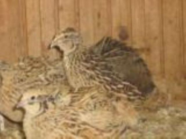 Legereife Legewachteln zu verkaufen - Sonstige Nutztiere - Willsbach