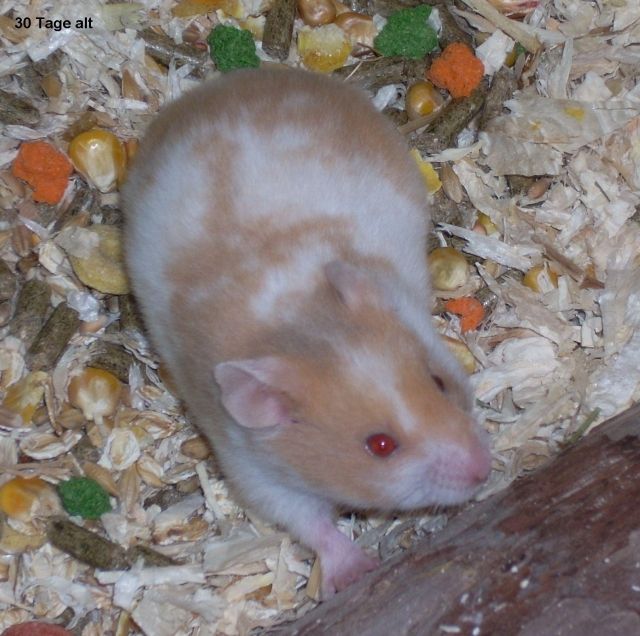Goldhamster Jungtiere Weibchen aus Hobbyzucht - Hamster - Rodenbach