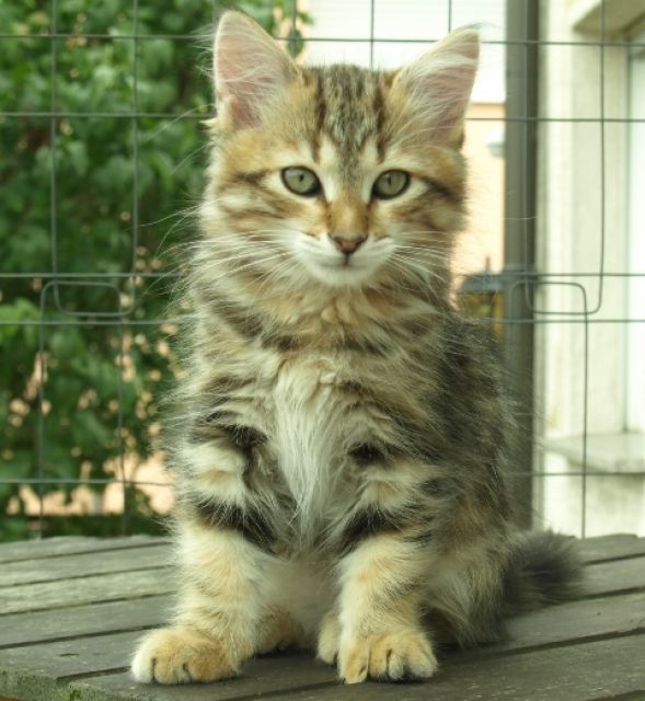 Sibirerbabys from Arctic Shadows - Katzen - Rüsselsheim