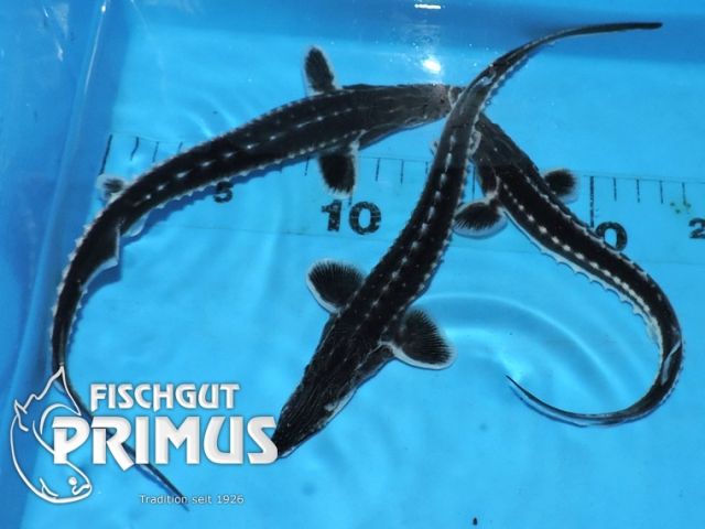 Sternhausen (A. stellatus) Stör ca 50-60 cm - Fische - Iserlohn