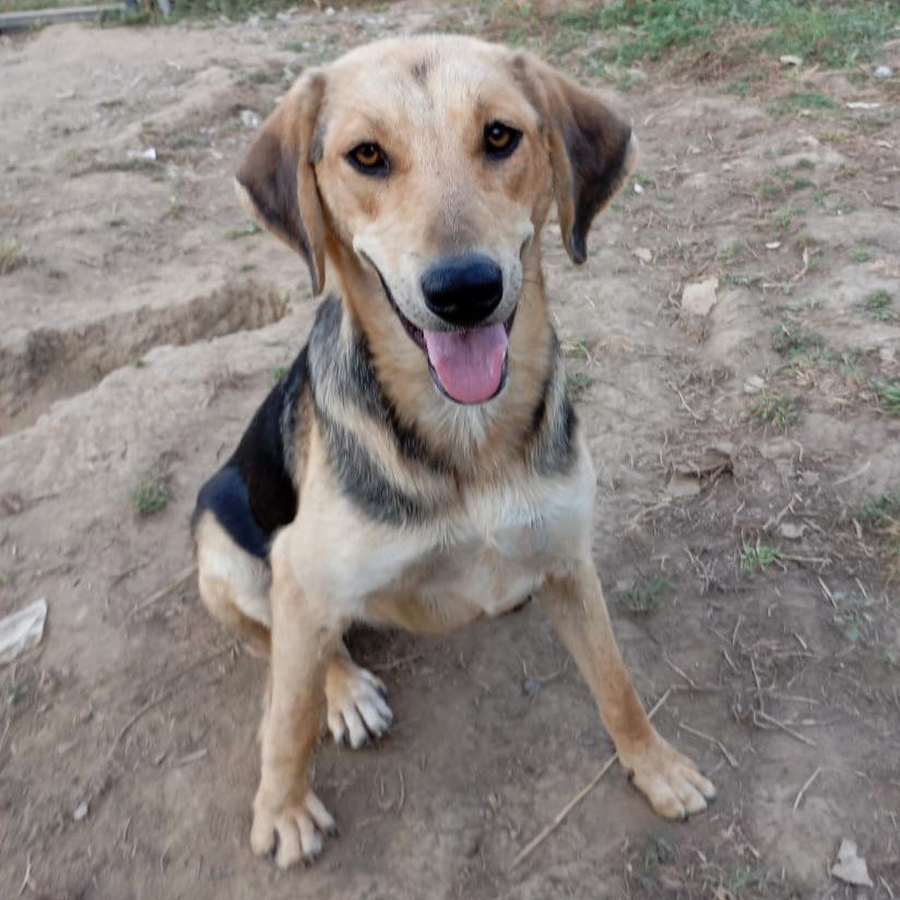 Mina / Status: sucht ein Zuhause - Hunde - Krefeld