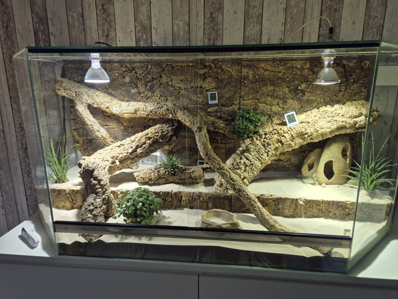 Suche adulte, gerne große und vorallem handzahme Bartagame - Reptilien - Leichlingen (Rheinland)