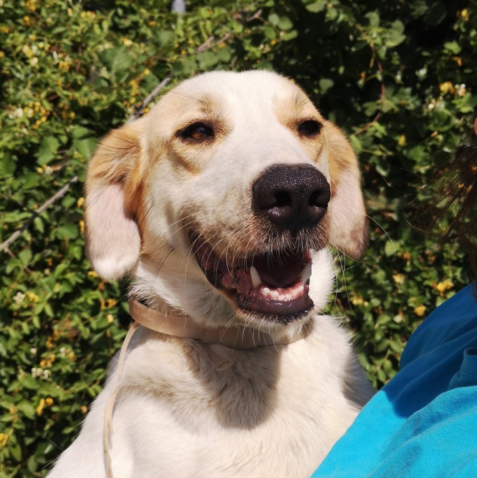Simba sucht ein Zuhause - Hunde - Krefeld