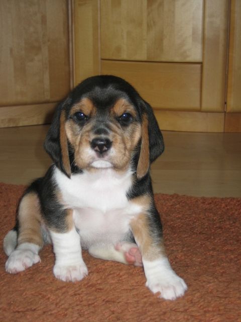 Beaglewelpen Tricolor - Hunde - Schwabmünchen