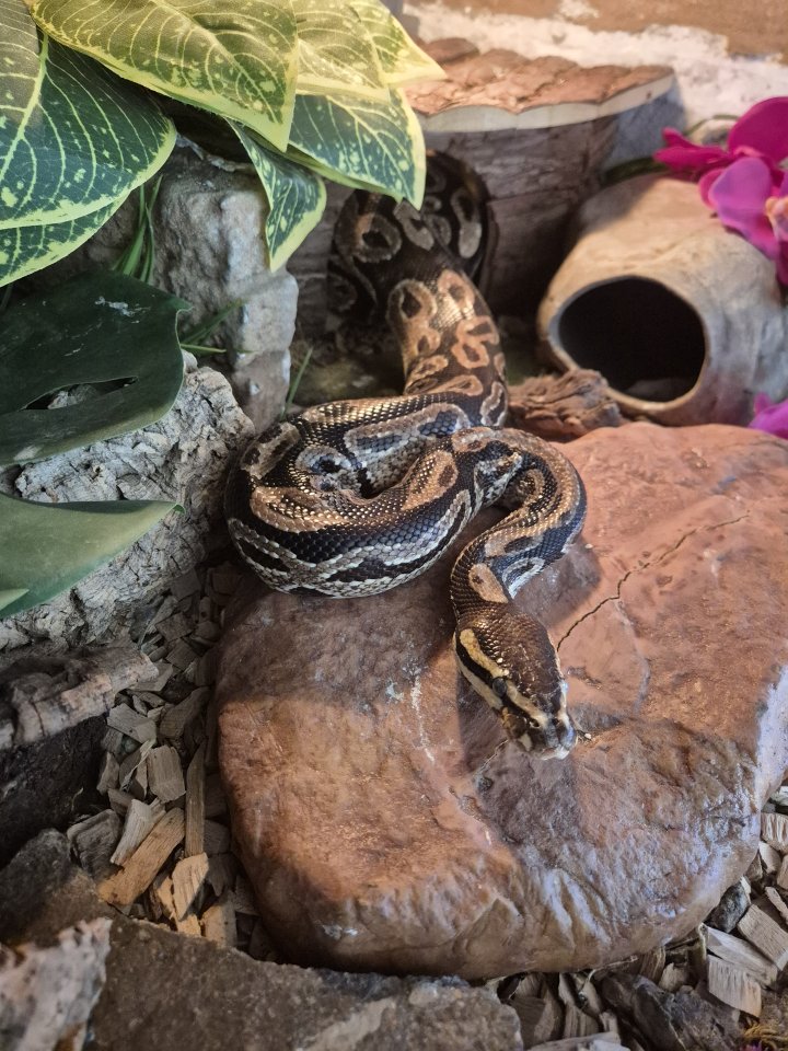 Königspython in gute Hände zu verschenken - Reptilien - Darmstadt