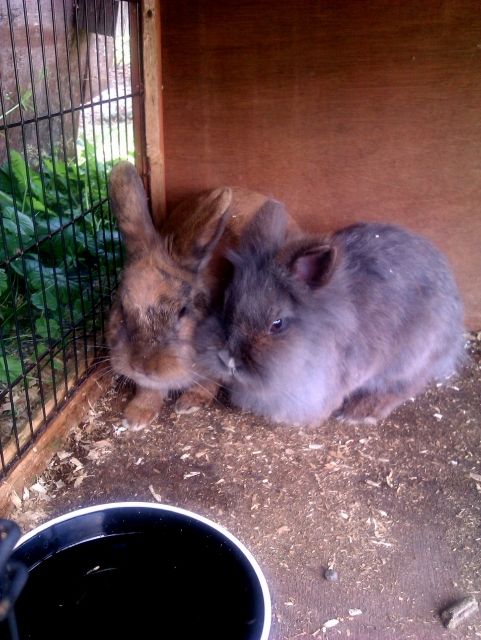 2 weibl. Löwenkopfzwergkaninchen abzugeben ! - Hasen Kaninchen - Olsberg