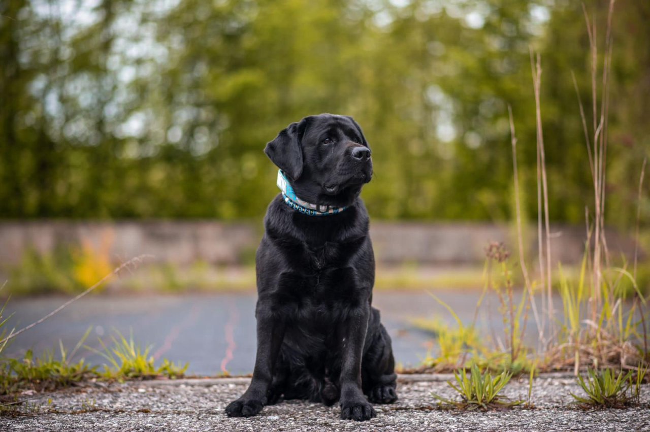 Liebevolle Labrador-Hausaufzucht Welpen Frühjahr 2024 - Hunde - Northeim