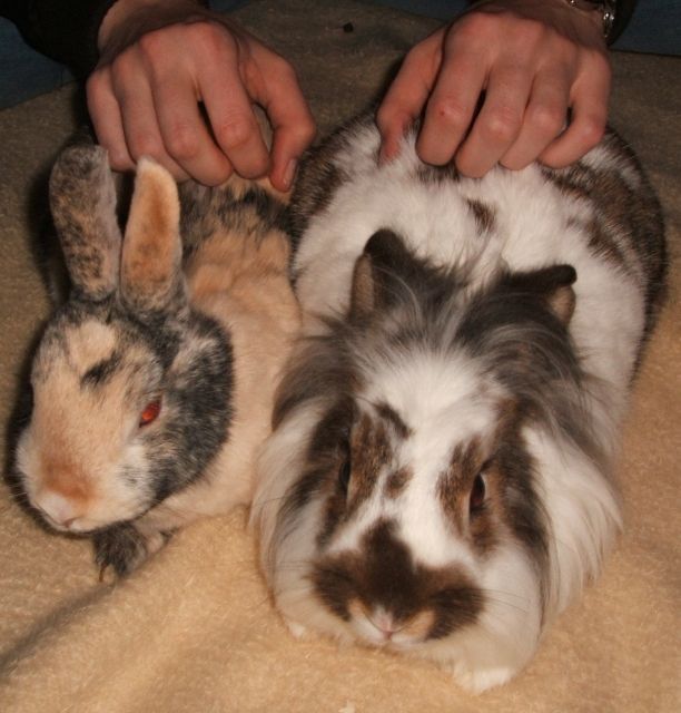 Hasenpärchern abzugeben - Hasen Kaninchen - Germering