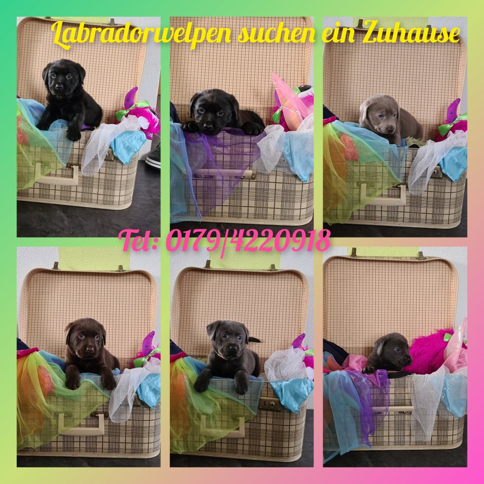 ??? Labradorwelpen in Silber, Charcoal, Braun, Schwarz ??? - Hunde - Göppingen