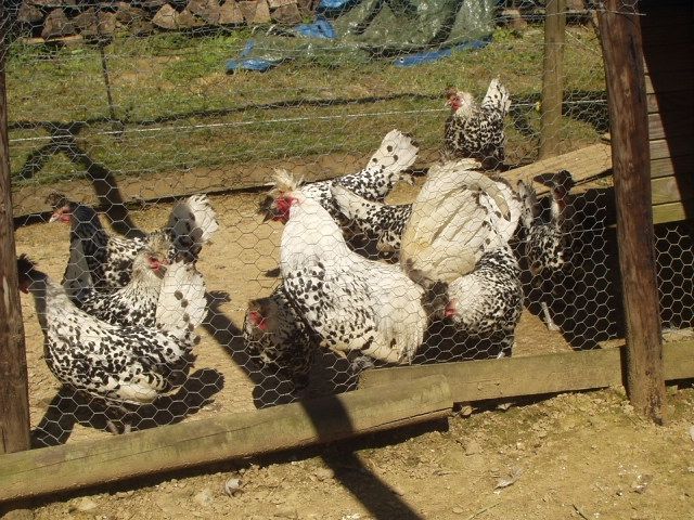 Appenzeller Spitzhauben, Brahma blau und Ko Shamo Küken - Haustiere - Winterspelt