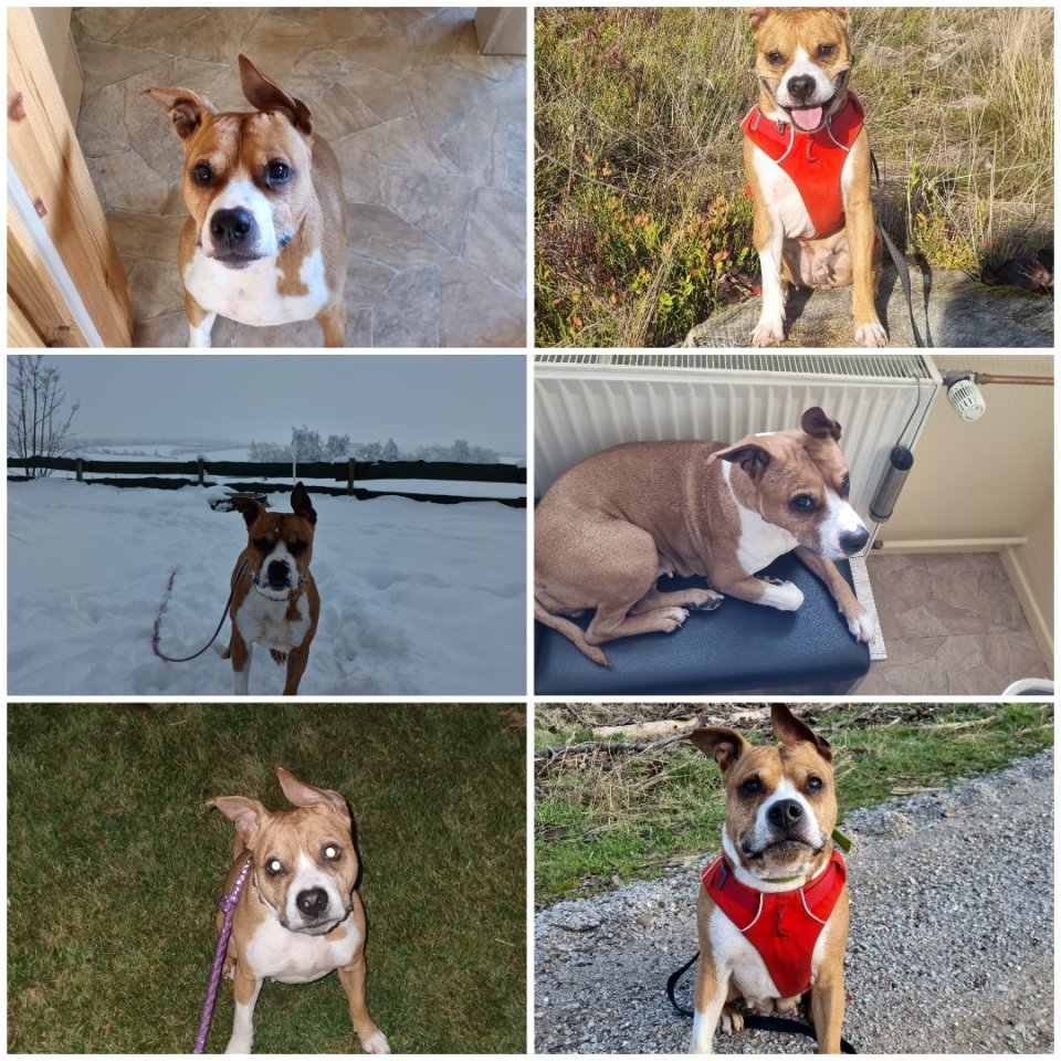 Hundedame schweren Herzens dringend abzugeben - Hunde - Clausthal-Zellerfeld