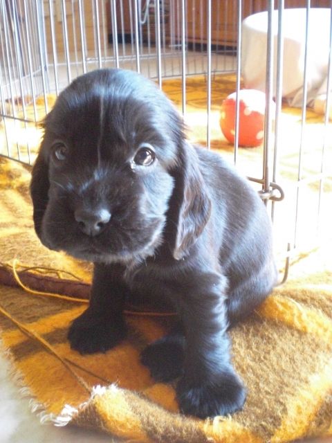 Engl Cocker Spaniel Welpen Suchen Liebevolles Zuhause
