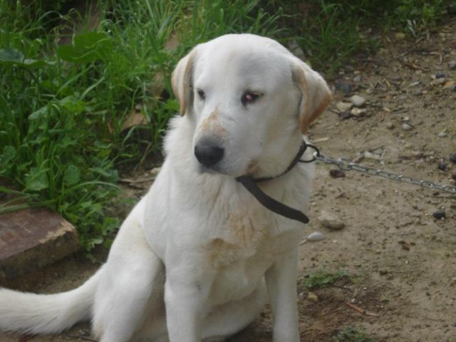 Rigas , eine sanfte liebe Seele, braucht unsere Hilfe - Tiere In Not - Nassau