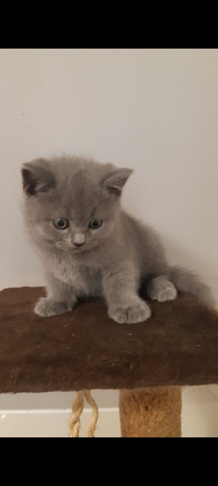 BKH Baby Katzen zu verkaufen - Katzen - Bad Neustadt