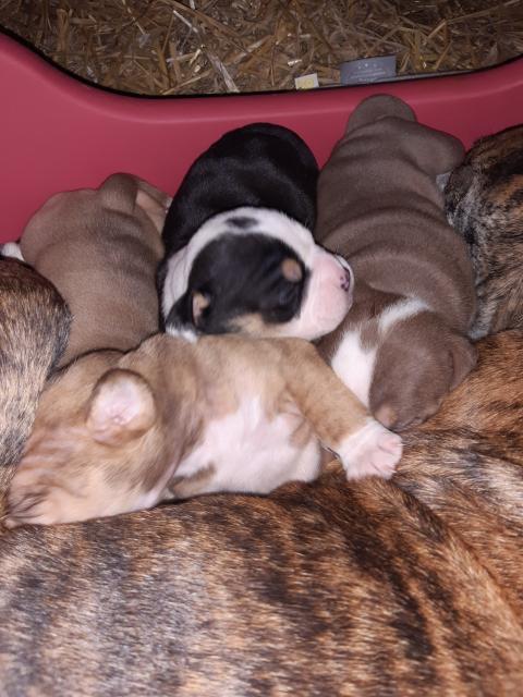 3 Old English Bulldog Welpen suchen bald neues Zuhause:-) - Hunde - Mülheim-kärlich