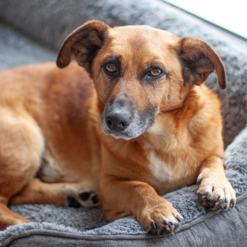 BAMBI - männlich  6 Jahre  35 cm  13 kg  Mix  gechipt  kastriert - Hunde - Lauf an der Pegnitz