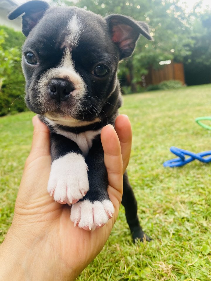 Boston Terrier Welpen aus VDH/KfT Zucht - Hunde - Geratskirchen