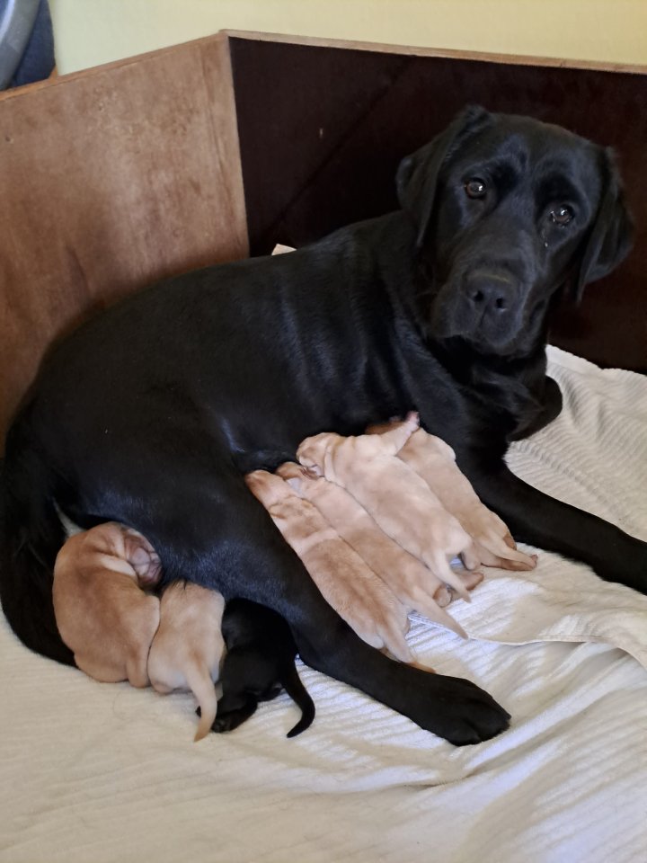Verkaufe reinrassige Labradorwelpen - Hunde - Zettemin