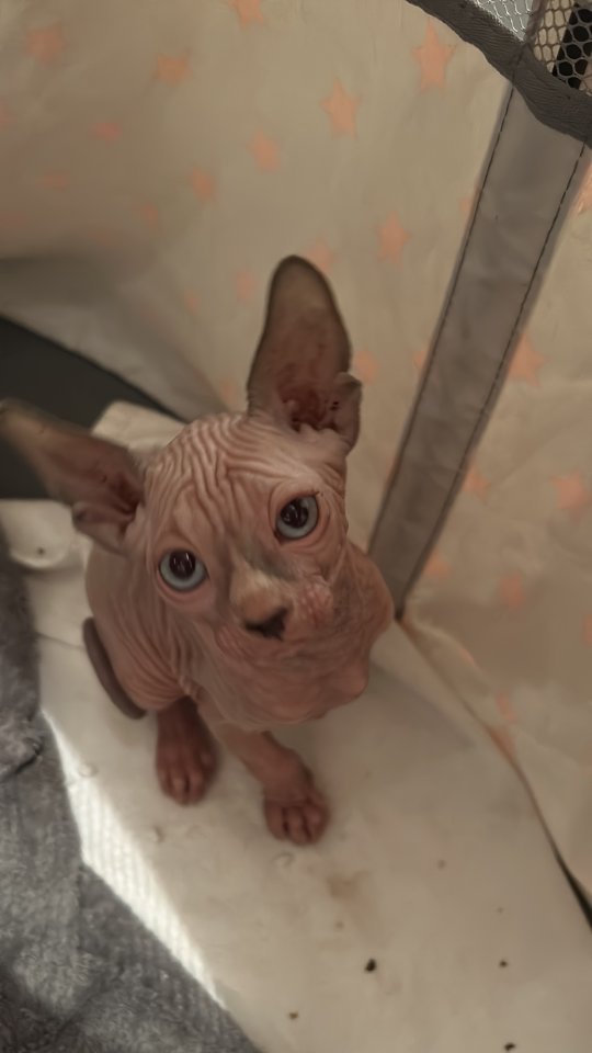 Kater mit Tasthaaren - Katzen - Hohenmölsen